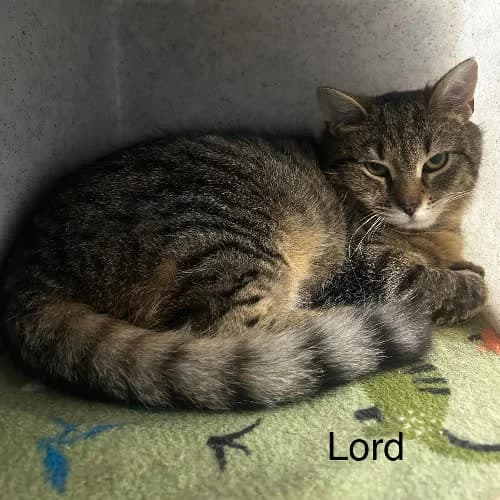 Lord, male puppy Mixed Breed for adoption at Fundacja Puszatek, 02-454 Warszawa