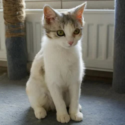 Lala, female 6yo Mixed Breed for adoption at Fundacja Puszatek, 02-454 Warszawa