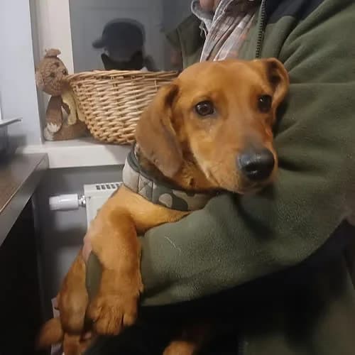 TIMON, male puppy Mixed Breed for adoption at Fundacja Puszatek, 02-454 Warszawa