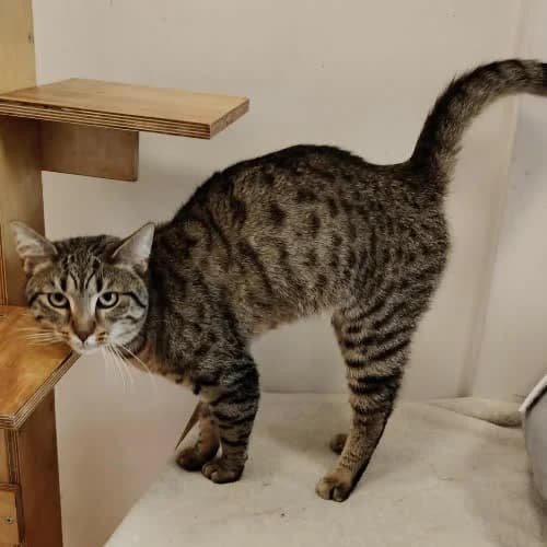 GRAFIT, male puppy Mixed Breed for adoption at Fundacja Puszatek, 02-454 Warszawa