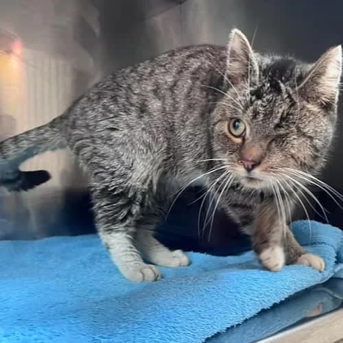 HELIOS, male puppy Mixed Breed for adoption at Fundacja Puszatek, 02-454 Warszawa