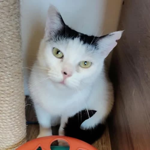 LUSIA, female puppy Mixed Breed for adoption at Fundacja Puszatek, 02-454 Warszawa