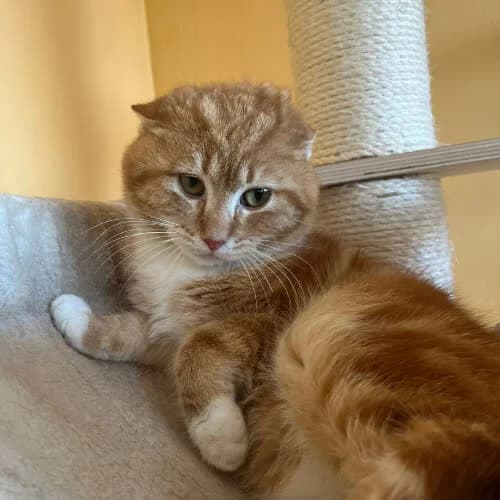 Cynamonek, male puppy Mixed Breed for adoption at Fundacja Puszatek, 02-454 Warszawa