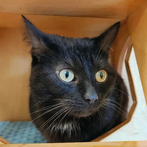 PIPI, female puppy Mixed Breed for adoption at Fundacja Puszatek, 02-454 Warszawa