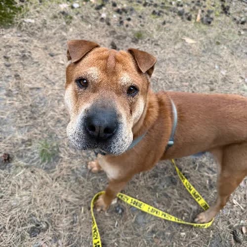 Łoli, male puppy Mixed Breed for adoption at Fundacja Puszatek, 02-454 Warszawa
