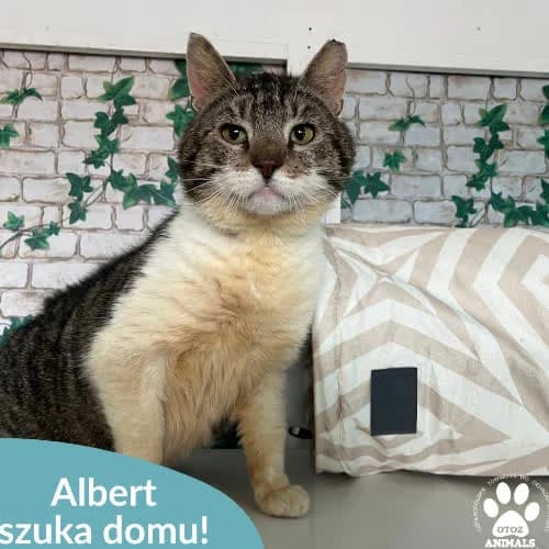 Albert, male puppy Mixed Breed for adoption at Fundacja Puszatek, 02-454 Warszawa