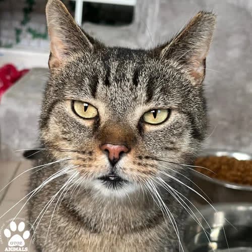 Mietek, male puppy Mixed Breed for adoption at Fundacja Puszatek, 02-454 Warszawa