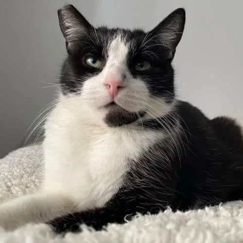 Mieczysław, male puppy Mixed Breed for adoption at Fundacja Puszatek, 02-454 Warszawa