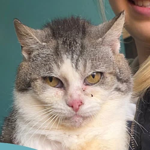 Sadek, male puppy Mixed Breed for adoption at Fundacja Puszatek, 02-454 Warszawa