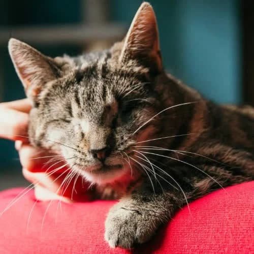 Charlotta, female puppy Mixed Breed for adoption at Fundacja Puszatek, 02-454 Warszawa