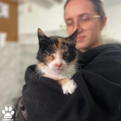 Zara, female puppy Mixed Breed for adoption at Fundacja Puszatek, 02-454 Warszawa