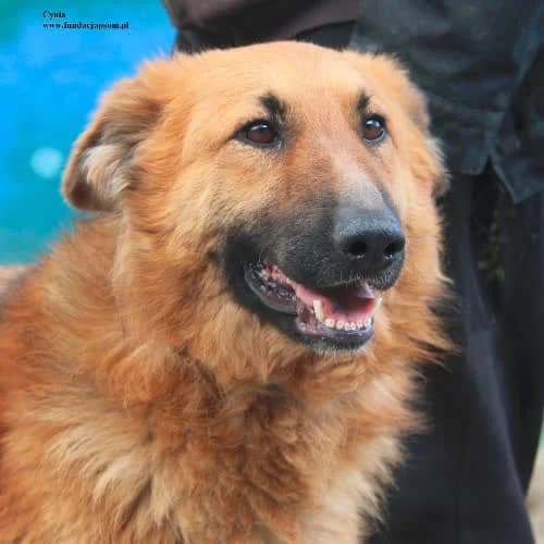 Cynia, female puppy Mixed Breed for adoption at Fundacja Puszatek, 02-454 Warszawa