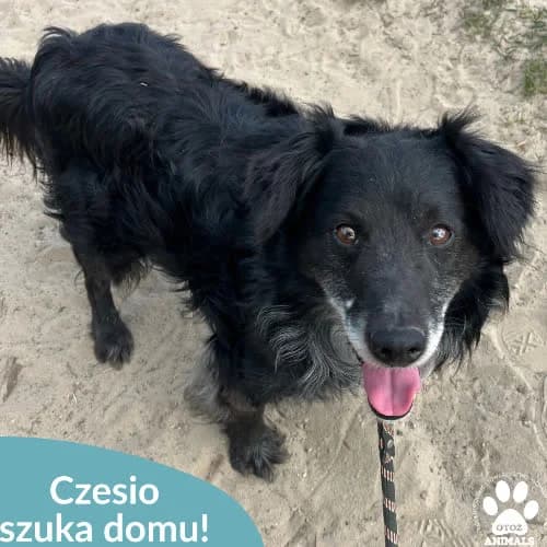 Czesio, male puppy Mixed Breed for adoption at Fundacja Puszatek, 02-454 Warszawa