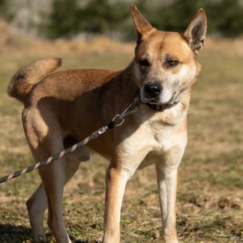 Husky mix Nit, male puppy Mixed Breed for adoption at Fundacja Puszatek, 02-454 Warszawa