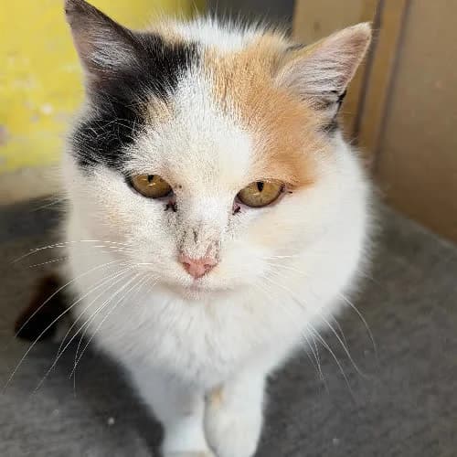 Luna, female puppy Mixed Breed for adoption at Fundacja Puszatek, 02-454 Warszawa