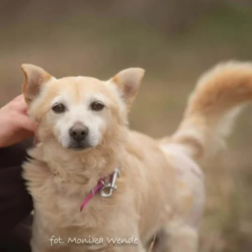 ARTUREK, male 6yo Mixed Breed for adoption at Fundacja Puszatek, 02-454 Warszawa