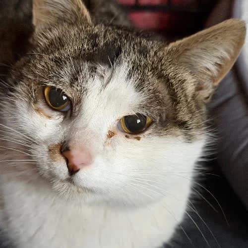 Popek, male puppy Mixed Breed for adoption at Fundacja Puszatek, 02-454 Warszawa