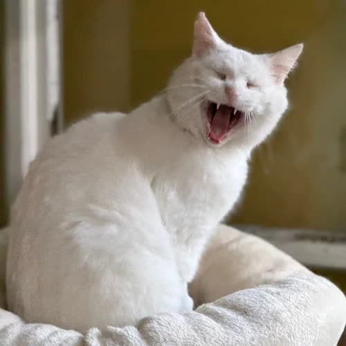 White, male puppy Mixed Breed for adoption at Fundacja Puszatek, 02-454 Warszawa