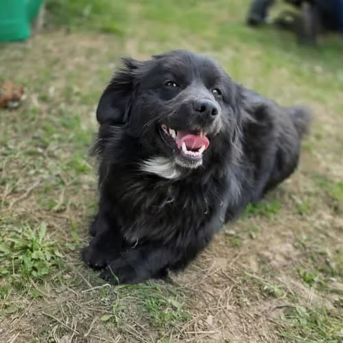 Gacek, male puppy Mixed Breed for adoption at Fundacja Puszatek, 02-454 Warszawa