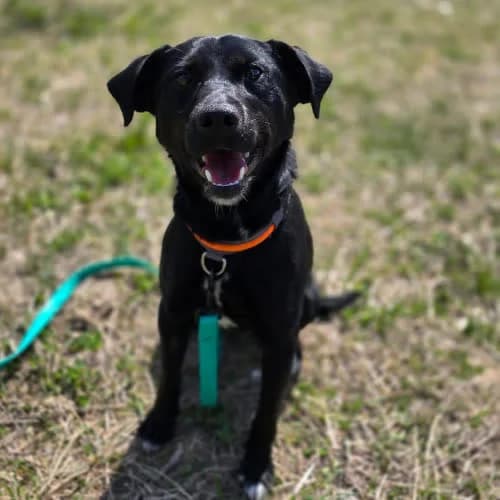 Flop, male puppy Mixed Breed for adoption at Fundacja Puszatek, 02-454 Warszawa