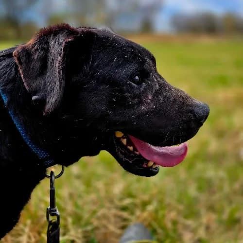 Buba, male puppy Mixed Breed for adoption at Fundacja Puszatek, 02-454 Warszawa