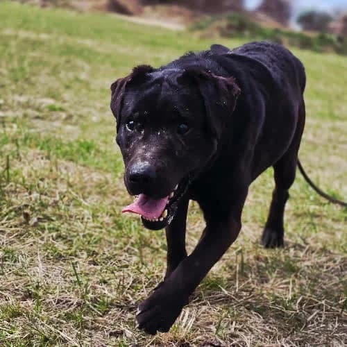 Buba, male puppy Mixed Breed for adoption at Fundacja Puszatek, 02-454 Warszawa