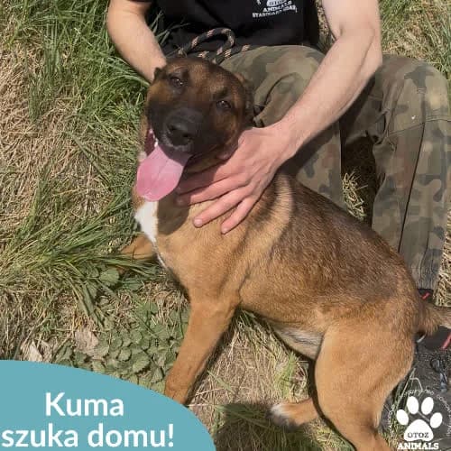 Kuma, female 7yo Mixed Breed for adoption at Fundacja Puszatek, 02-454 Warszawa