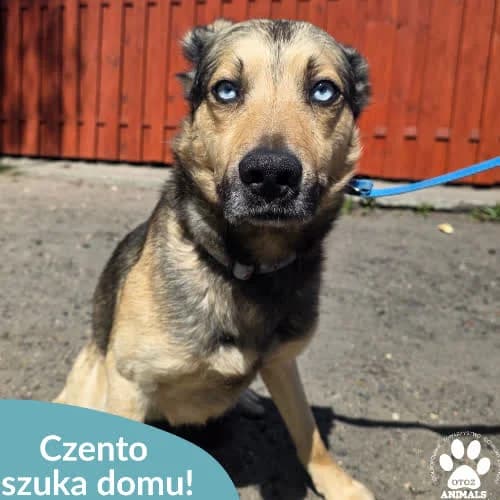 Czento, male puppy Mixed Breed for adoption at Fundacja Puszatek, 02-454 Warszawa