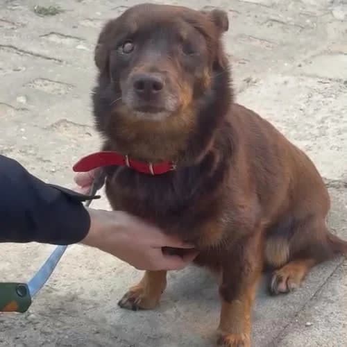 Tosia, female 5yo Mixed Breed for adoption at Fundacja Puszatek, 02-454 Warszawa