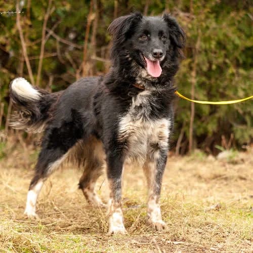 Szyszka, female puppy Mixed Breed for adoption at Fundacja Puszatek, Warszawa
