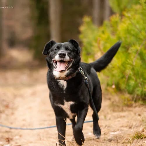 Michaś, male senior Mixed Breed for adoption at Fundacja Puszatek, Warszawa