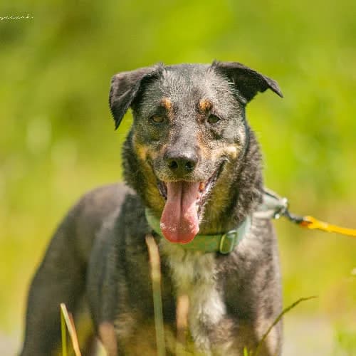 Rio, male senior Mixed Breed for adoption at Fundacja Puszatek, Warszawa
