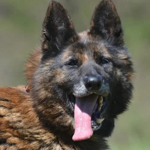 Ron, male senior Mixed Breed for adoption at Fundacja Puszatek, Warszawa