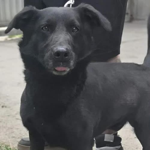 czarny piesek, male puppy Mixed Breed for adoption at Fundacja Puszatek, 02-454 Warszawa