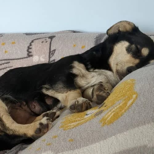 Cappuccina, female puppy Mixed Breed for adoption at Fundacja Puszatek, 02-454 Warszawa