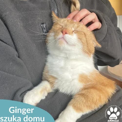 Ginger, male puppy Mixed Breed for adoption at Fundacja Puszatek, Warszawa