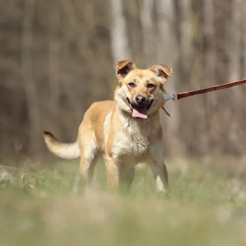 Sonia, female puppy Mixed Breed for adoption at Fundacja Puszatek, Warszawa