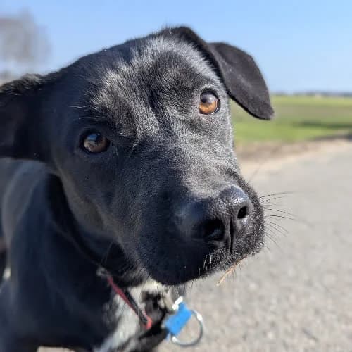 Onega, female puppy Mixed Breed for adoption at Fundacja Puszatek, Warszawa