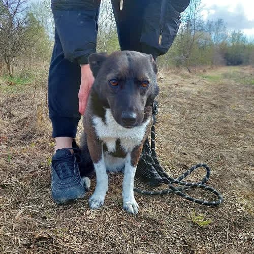 Sara, female puppy Mixed Breed for adoption at Fundacja Puszatek, Warszawa