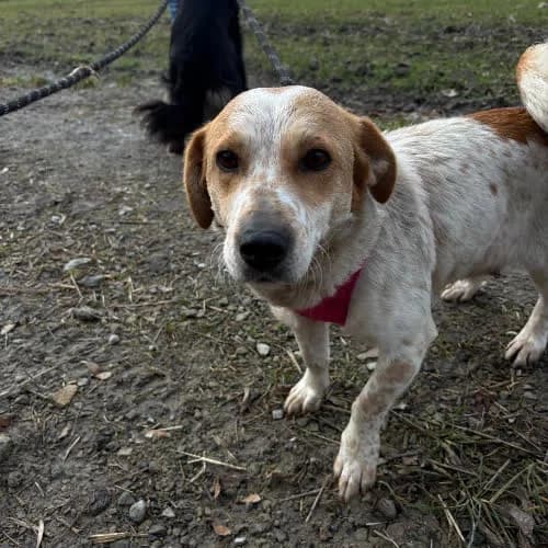 Łatka, female puppy Mixed Breed for adoption at Fundacja Puszatek, Warszawa