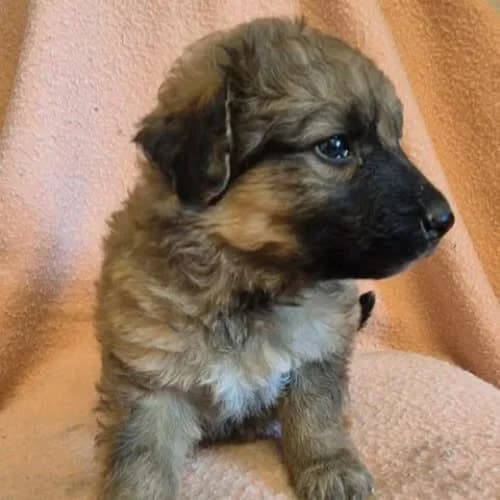 Chrzan, male young Mixed Breed for adoption at Fundacja Puszatek, Warszawa