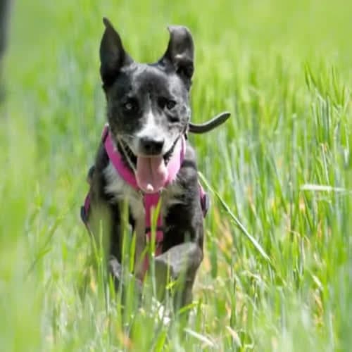 Punto, male puppy Mixed Breed for adoption at Fundacja Puszatek, Warszawa