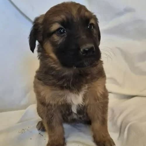 Chilli, female young Mixed Breed for adoption at Fundacja Puszatek, Warszawa