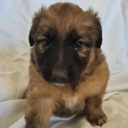 Czarnuszka, female young Mixed Breed for adoption at Fundacja Puszatek, Warszawa