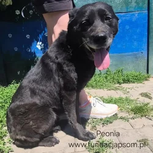 Peonia, female puppy Mixed Breed for adoption at Fundacja Puszatek, Warszawa