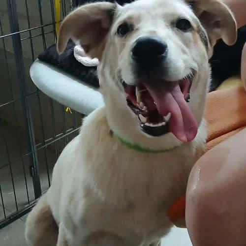 Kefir, male puppy Mixed Breed for adoption at Fundacja Puszatek, Warszawa