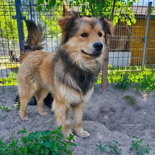 Bambi, male puppy Mixed Breed for adoption at Fundacja Puszatek, Warszawa