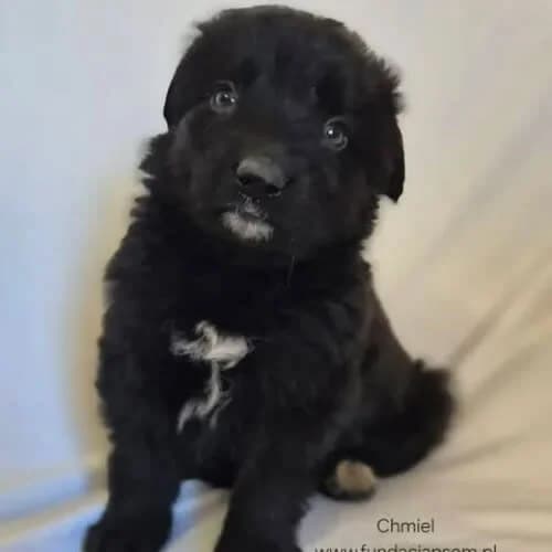 Chmiel, male young Mixed Breed for adoption at Fundacja Puszatek, Warszawa