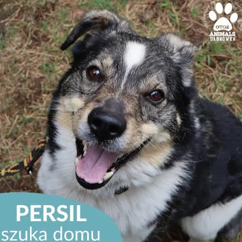 Persil, male puppy Mixed Breed for adoption at Fundacja Puszatek, Warszawa