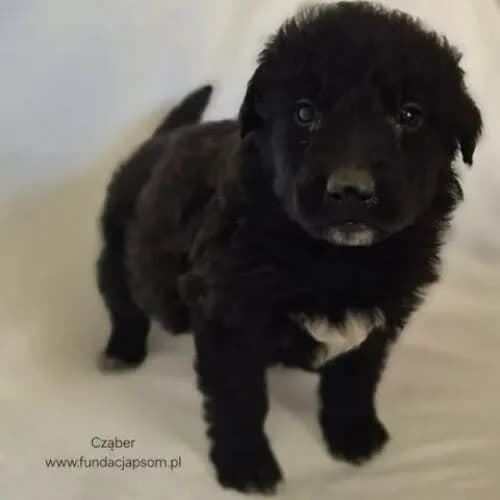 Cząber, male young Mixed Breed for adoption at Fundacja Puszatek, Warszawa